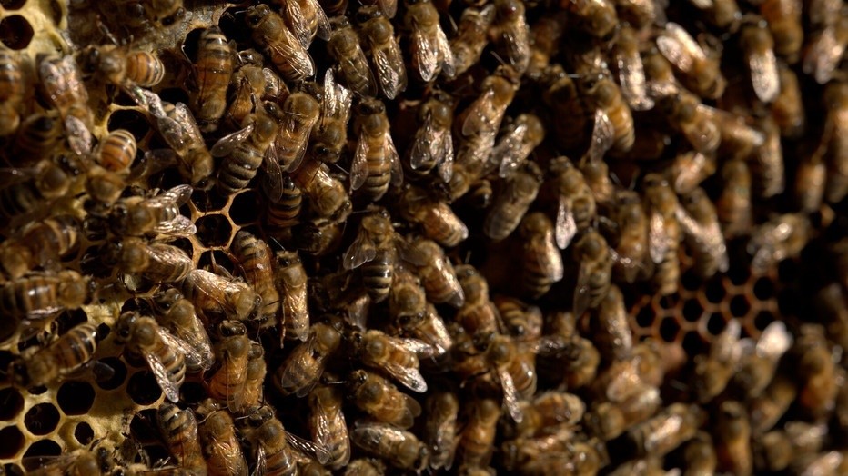 Sfeerafbeelding Secrets of the Bees