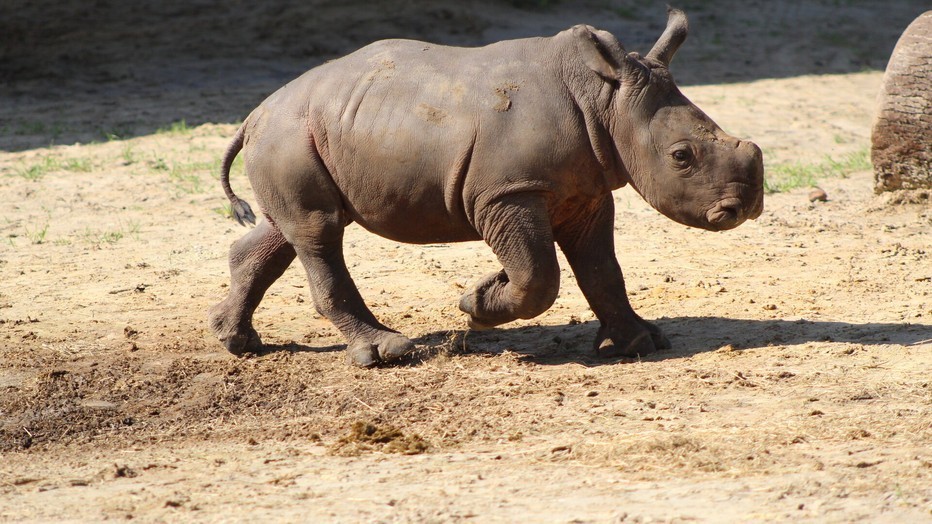 Neushoorn in Secrets of the Zoo: Tampa Neushoorn in Secrets of the Zoo: Tampa