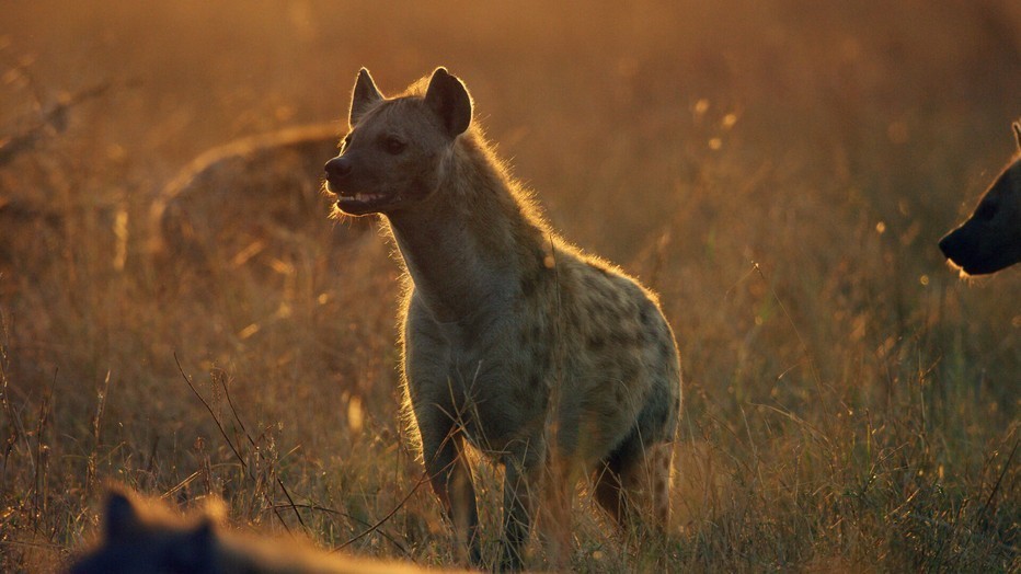 Serengeti Serengeti