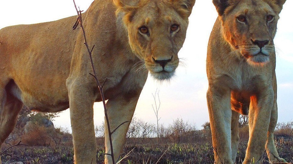 Serengeti Serengeti