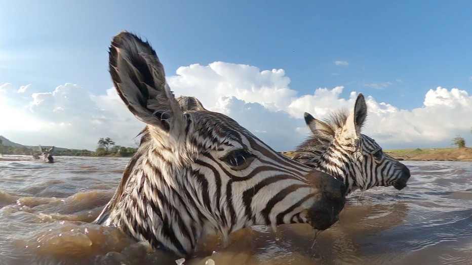 Serengeti Serengeti