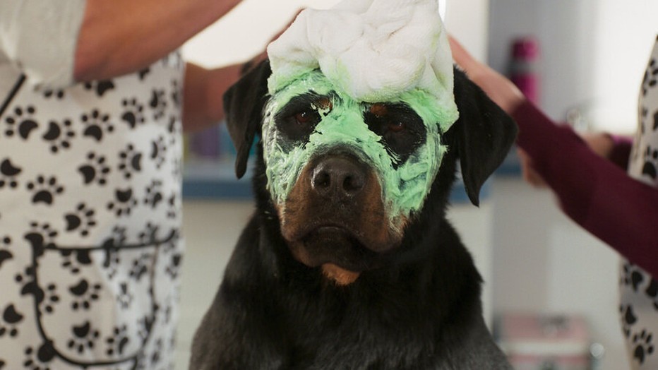 Show Dogs Show Dogs