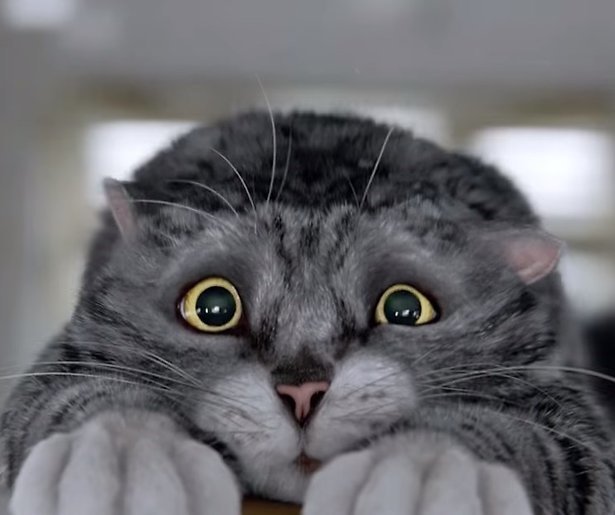 YouTube-hit: Mog de Kat redt kerst in Britse supermarktreclame