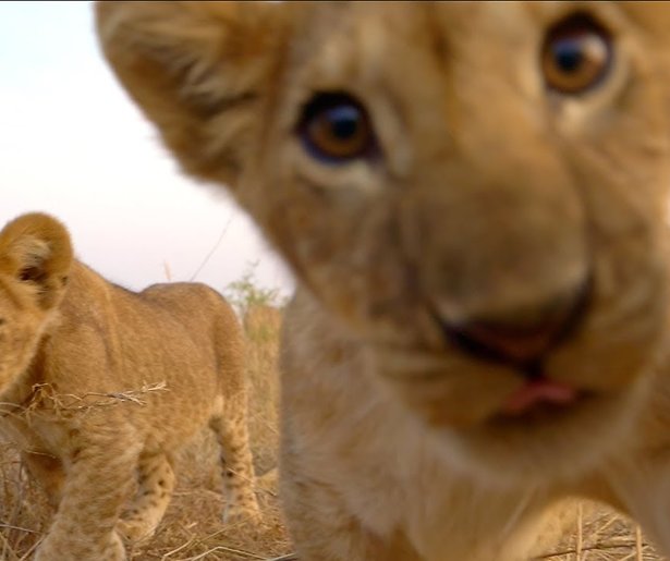 De TV van gisteren: Serengeti-leeuwen geen match voor The Voice