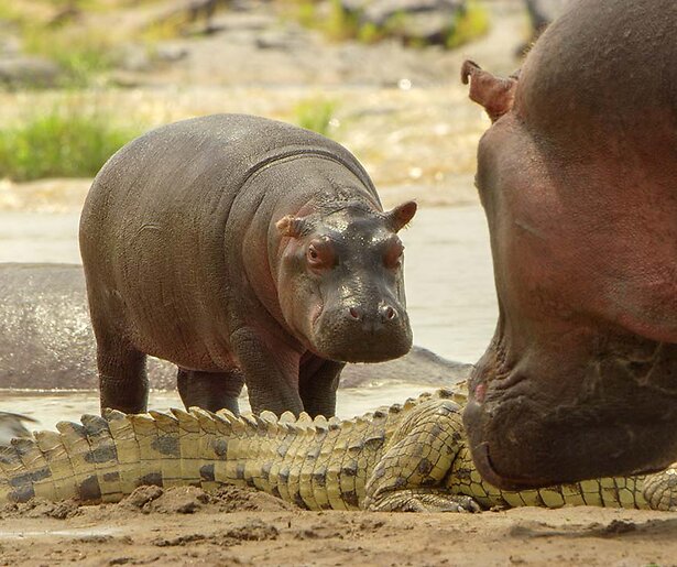 Nijlpaardjong Mafuta komt steeds meer op eigen poten te staan in Serengeti