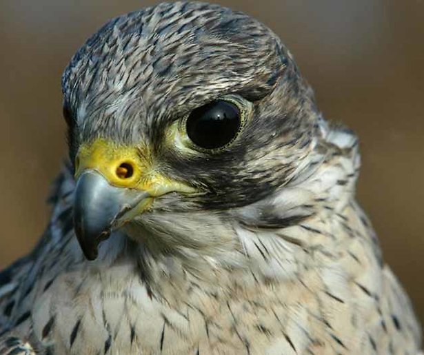 Nature Live: Live natuurprogramma in zes landen tegelijk