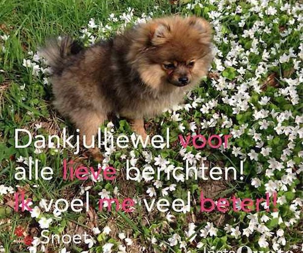 Hondje van Kim Kötter en Jaap Reesema hersteld na aanval