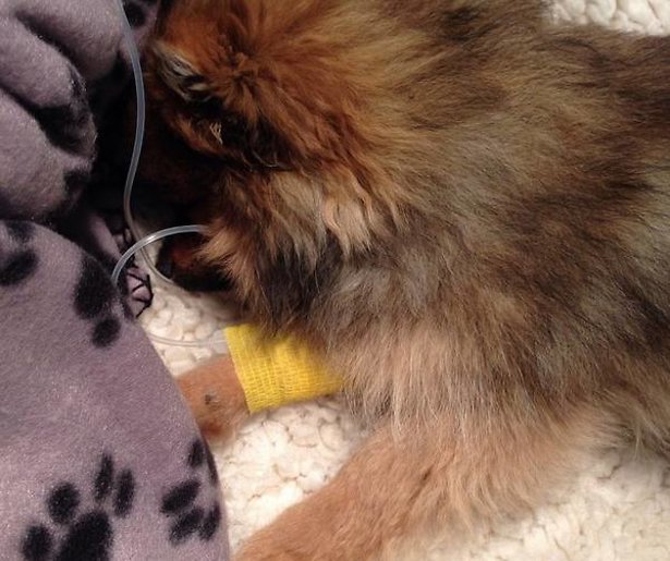 Hondje van Kim Kötter en Jaap Reesema 'uit elkaar getrokken'