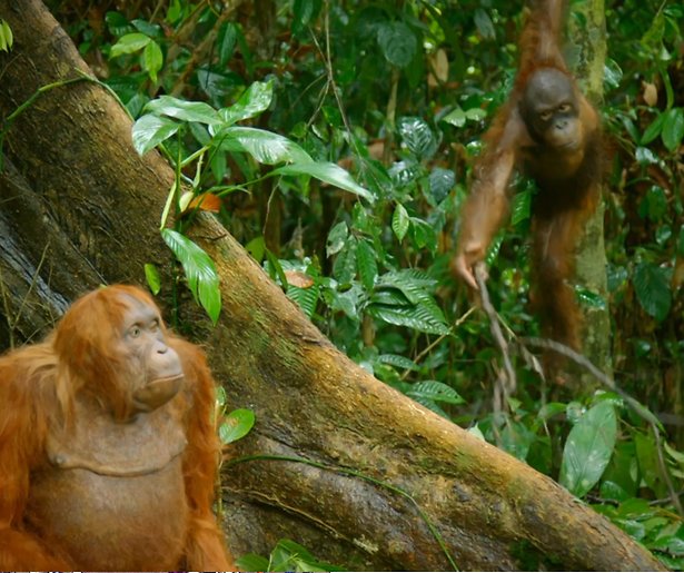 De TV van gisteren: Spy In The Wild kan niet op tegen De Slimste Mens