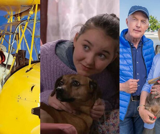 Fijne dierendag: De leukste tv-honden op een rijtje