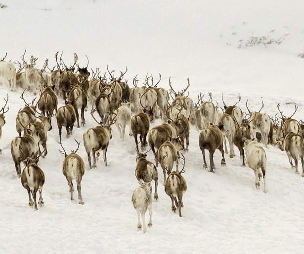 Een tijdreisje door de wildernis 