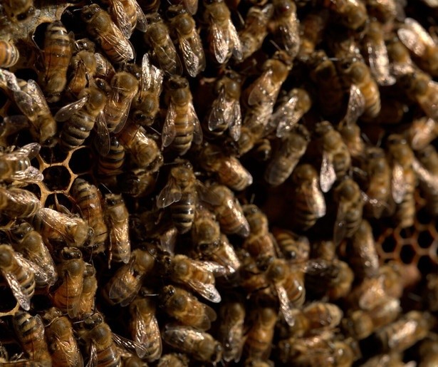 Secrets of the Bees toont het verborgen leven van bijen