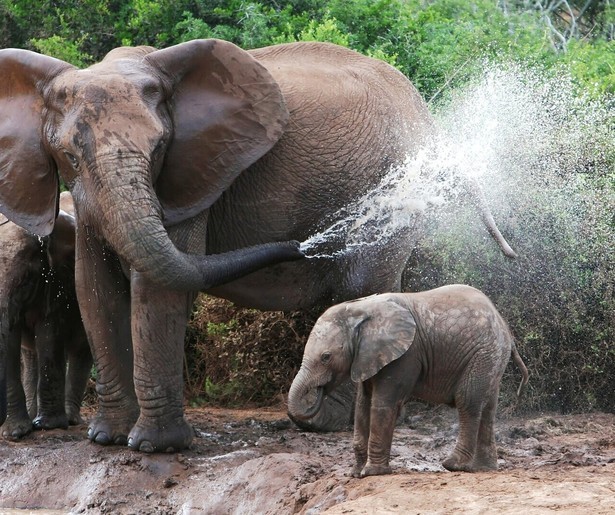 James Cameron focust zich op olifanten in nieuwe natuurserie Secrets of the Elephants