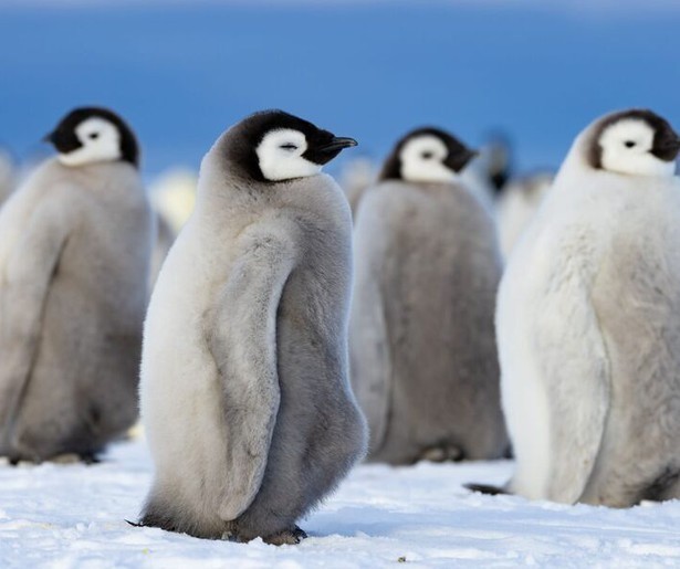 De natuurdocumentaireserie Secrets of the Penguins gaat van start bij National Geographic