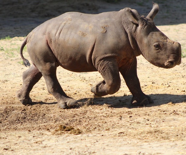National Geographic komt met eigen variant op Het Echte Leven in de Dierentuin