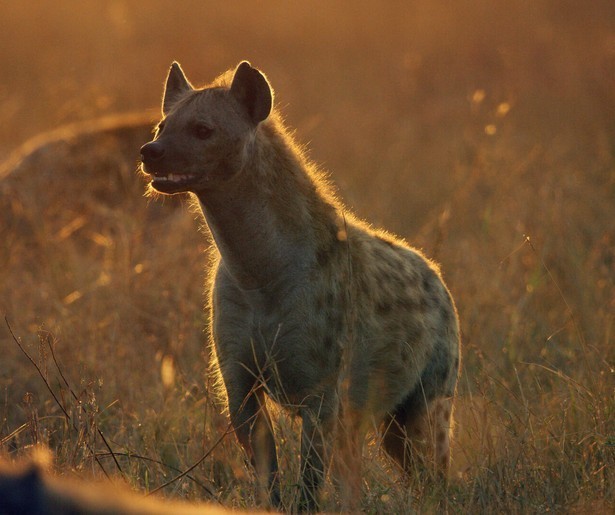 Natuurdocumentaire Serengeti in herhaling