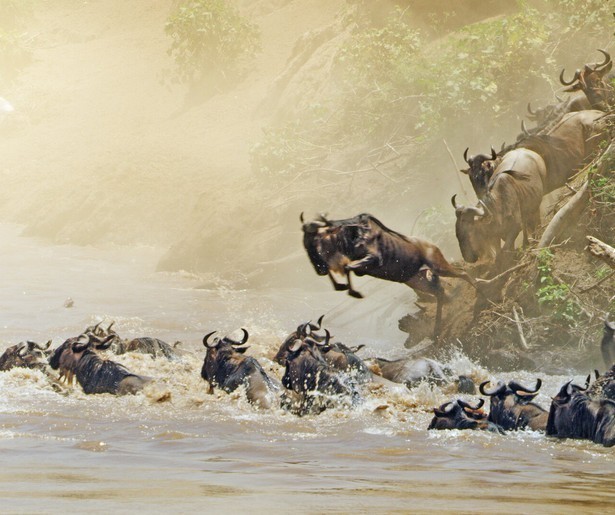 Noodweer teistert het dierenrijk in nieuwe aflevering van Serengeti