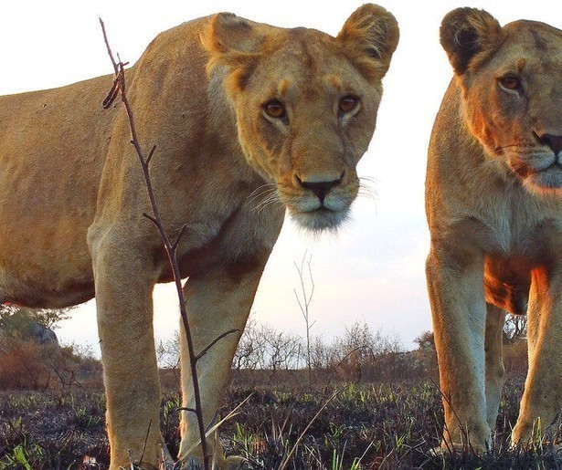 Drama op de savanne in nieuwe aflevering Serengeti