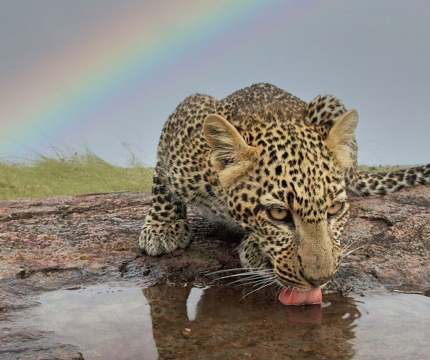 Cheetahwelp Duma blijft eenzaam achter in Serengeti