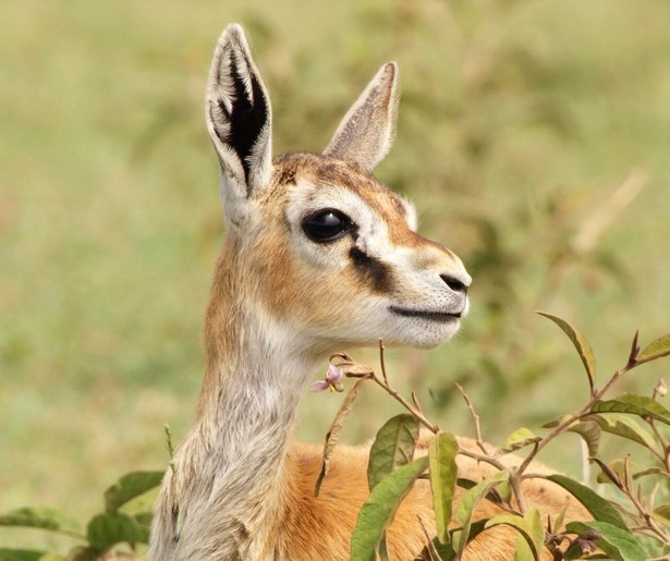 Hoe loopt het af voor de bijzondere dieren van Seregenti?