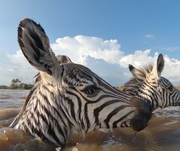 De krokodillen lusten wel een zebrabiefstuk