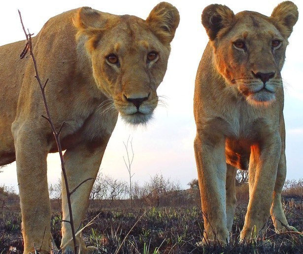 De dieren krijgen in Serengeti te maken met de nasleep van een brand