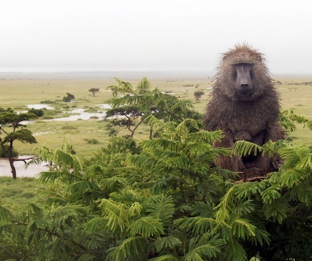 Derde seizoen van de gedramatiseerde natuurserie Serengeti van start op NPO 2