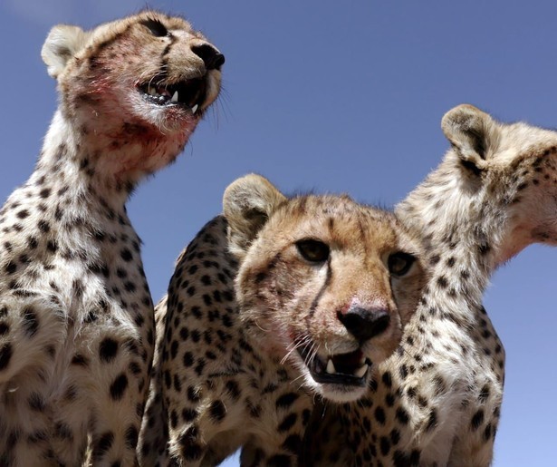 Jachtluipaard Duma moet vechten voor haar plaats in Serengeti