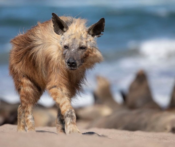 Op reis door Afrika in de natuurdocumentaireserie Seven Worlds, One Planet