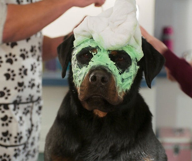 Ludacris gaat undercover bij een hondenshow