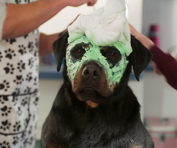 Ludacris gaat undercover in Show Dogs