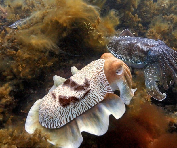 Een jonge bultrugwalvis wil spelen in nieuwe aflevering Spy in the Ocean