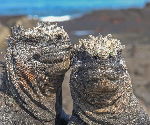 De zeeleguanen staan centraal in de laatste aflevering van Spy in the Ocean