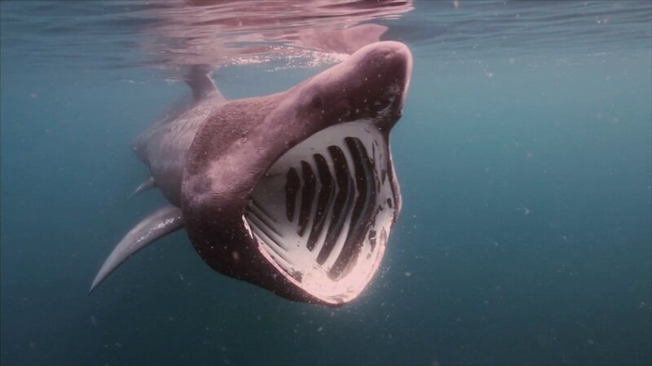 Natuur: Bedreigde diersoorten keren terug in Europa