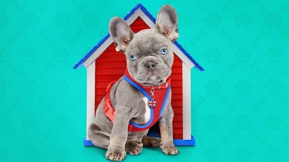 The Dog House The Dog House