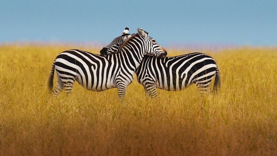 Zebra's Zebra's