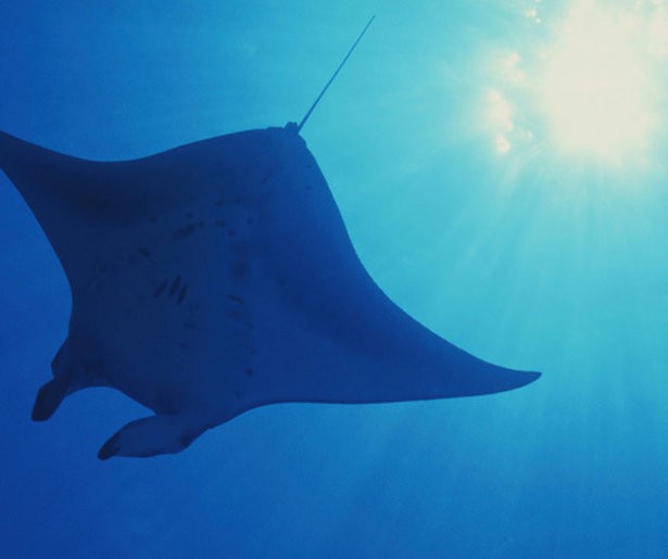 Blue Planet II in december op NPO 1