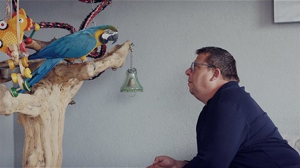 Paradijsvogels op de Veluwe