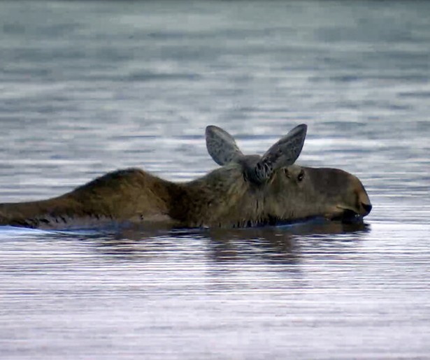 Hoop voor dieren en planten in nieuw seizoen Terug in het Wild