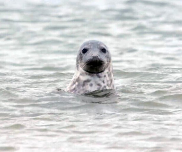Nienke Dijkstra neemt de kijkers van Terug in het Wild mee het Waddengebied in