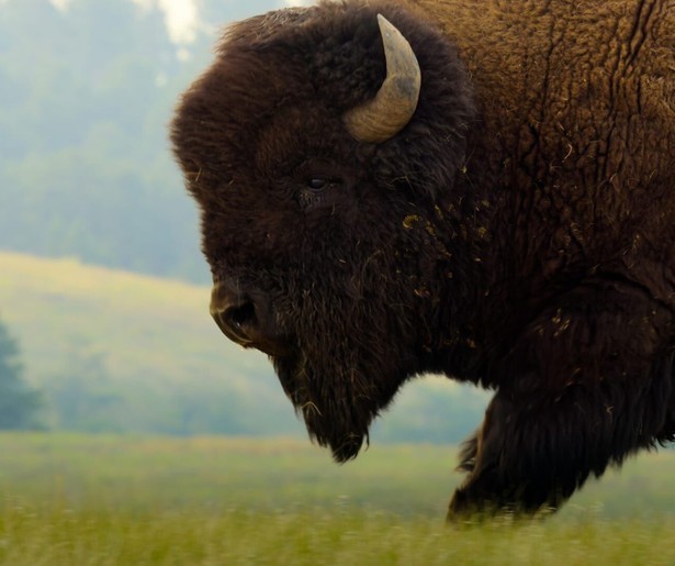 Je ziet een nieuwe dubbelaflevering van The Americas bij RTL 4