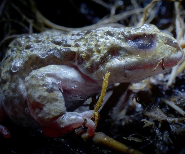 The Americas neemt dit keer een kijkje in de Andes