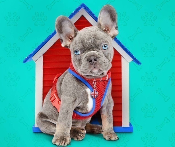 Een nieuwe toekomst voor Rocco in The Dog House op NPO3