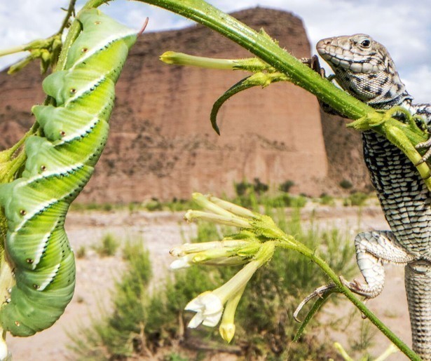 Sir David Attenborough duikt in de plantenwereld in The Green Planet