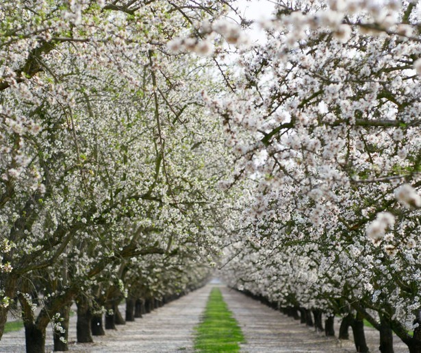 Relatie tussen planten en mensen in slotaflevering The Green Planet