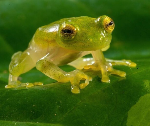 Ryan Reynolds verzorgt het commentaar bij de nieuwe natuurserie Underdogs