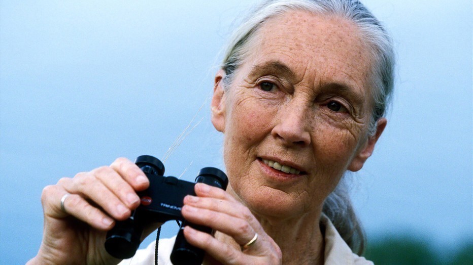 Jane Goodall Jane Goodall