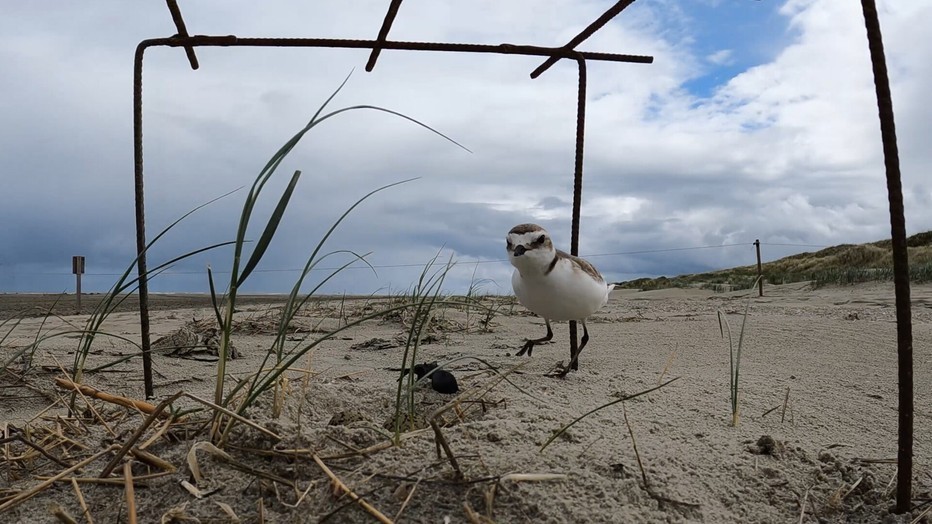 Een vogel op het strand Een vogel op het strand