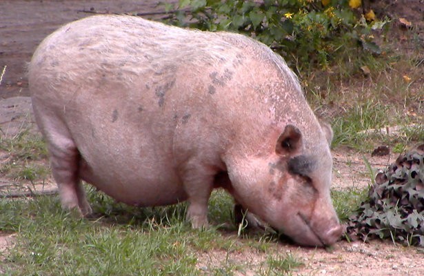 Videosnack: Big daalt per drone neer in Utopia