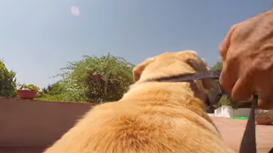 YouTube-hit: hond trekt epische sprint naar zee